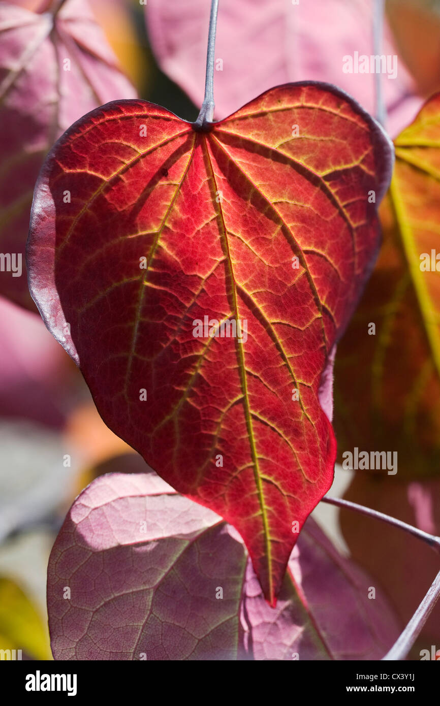 Sunlight shining through the leaves of Cercis canadensis 'Forest Pansy'. Stock Photo