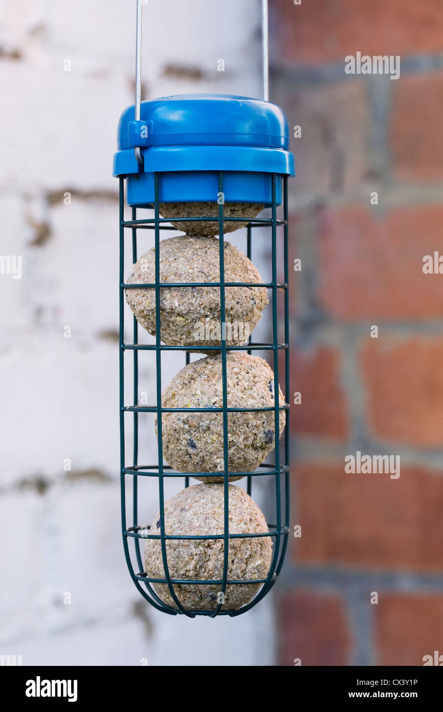 Four suet fat balls in a feeder against an old brick wall. Stock Photo
