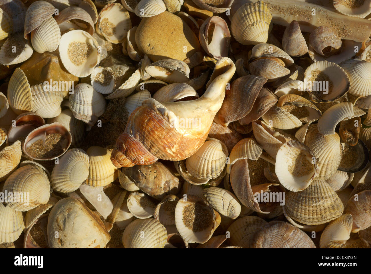 Many sea shells on a beach Stock Photo
