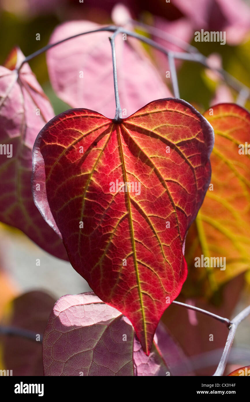 Sunlight shining through the leaves of Cercis canadensis 'Forest Pansy'. Stock Photo