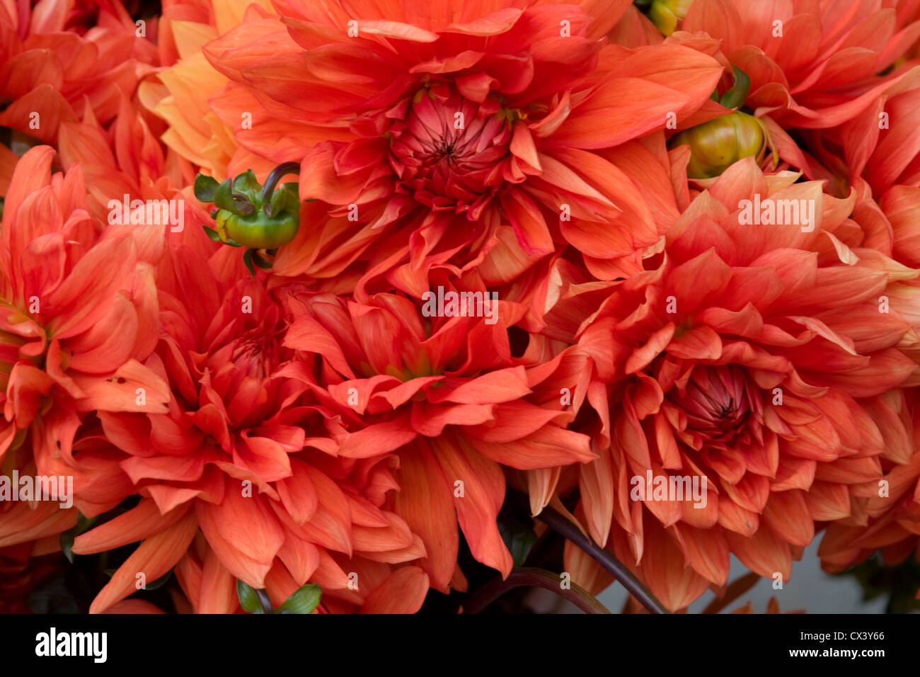 Freshly cut orange Chrysanthemums for sale at the Monterey Farmers