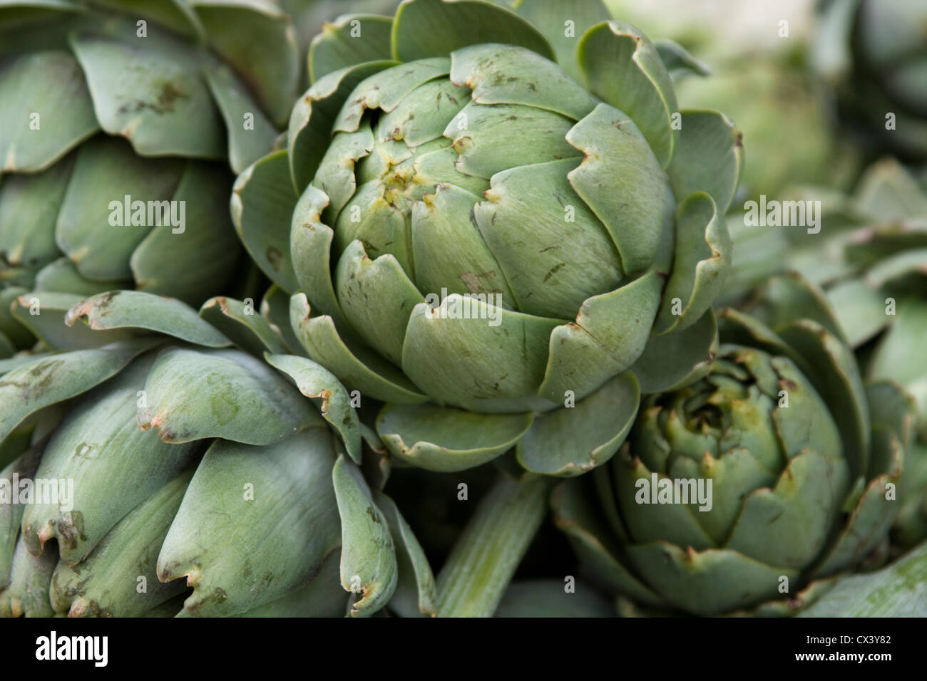 Fresh artichokes for sale at the Monterey Farmers Market Stock Photo