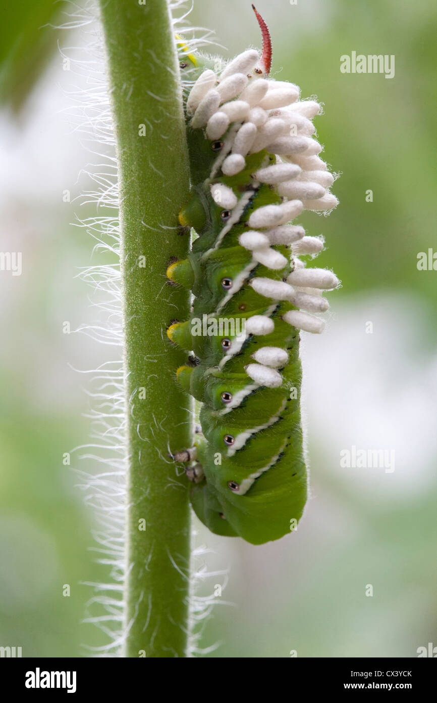 Tomato hornworm hires stock photography and images Alamy