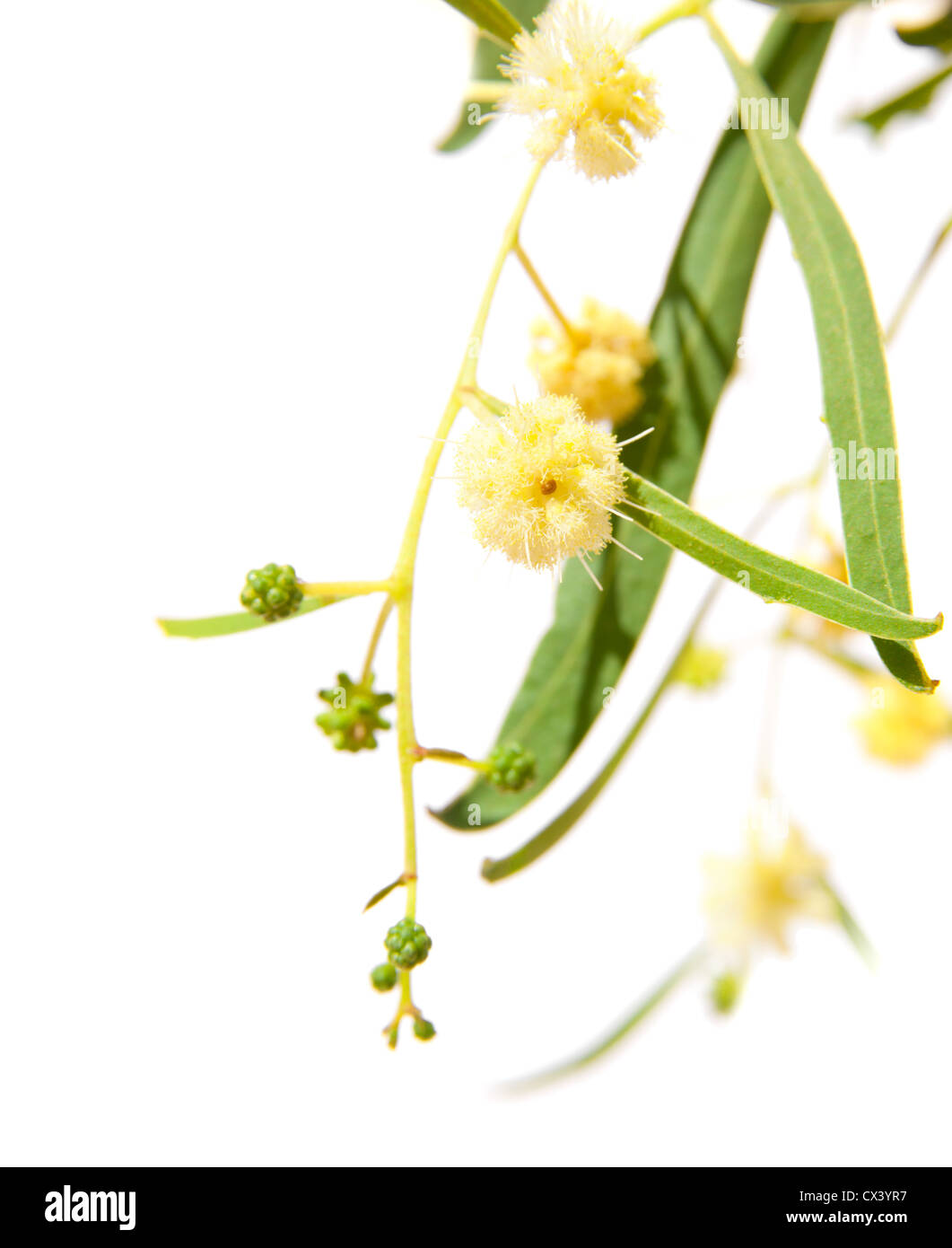 Acacia branches with flowers isolated on white Stock Photo