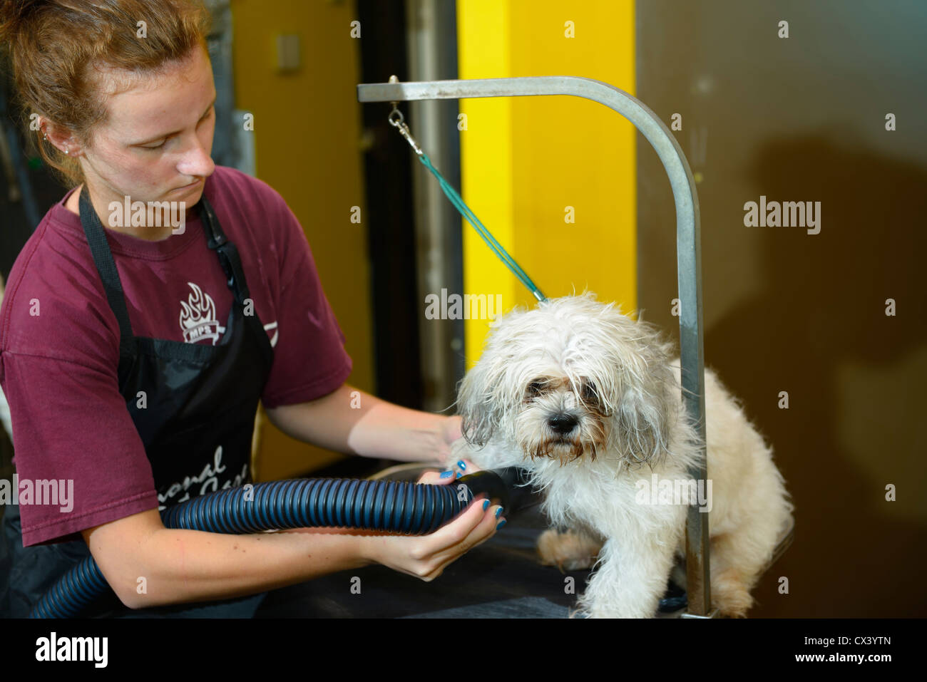 Grooming a pet hires stock photography and images Alamy