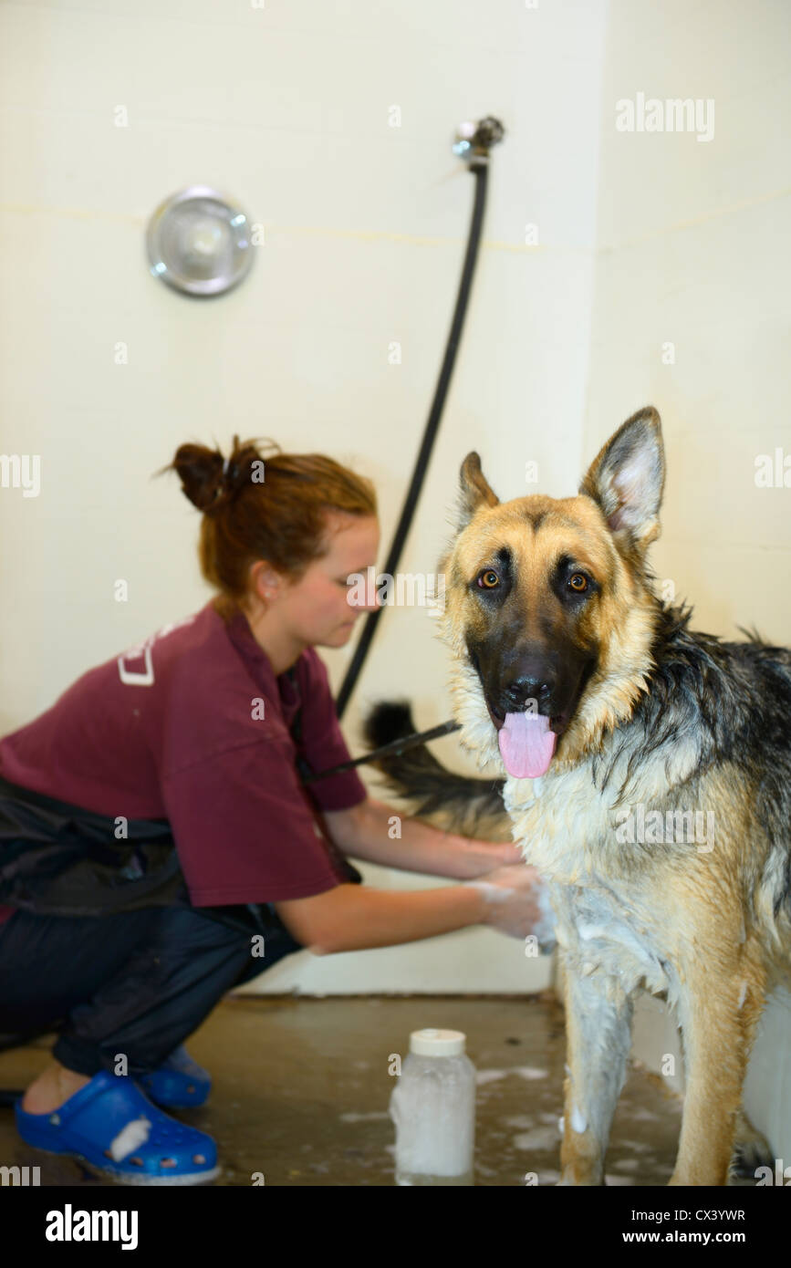 German Shepherd dog with tongue out getting soap lathered into fur by a pet groomer in a shower stall Stock Photo