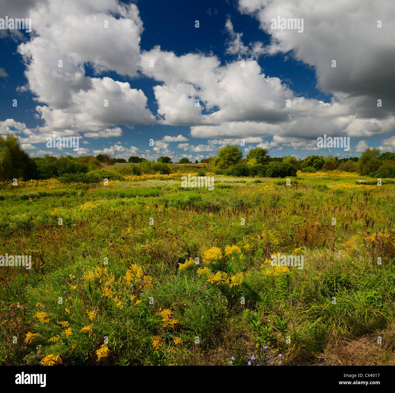 Fallow farm land with natural wildflowers in Fall with clouds and blue sky Brampton Ontario Stock Photo