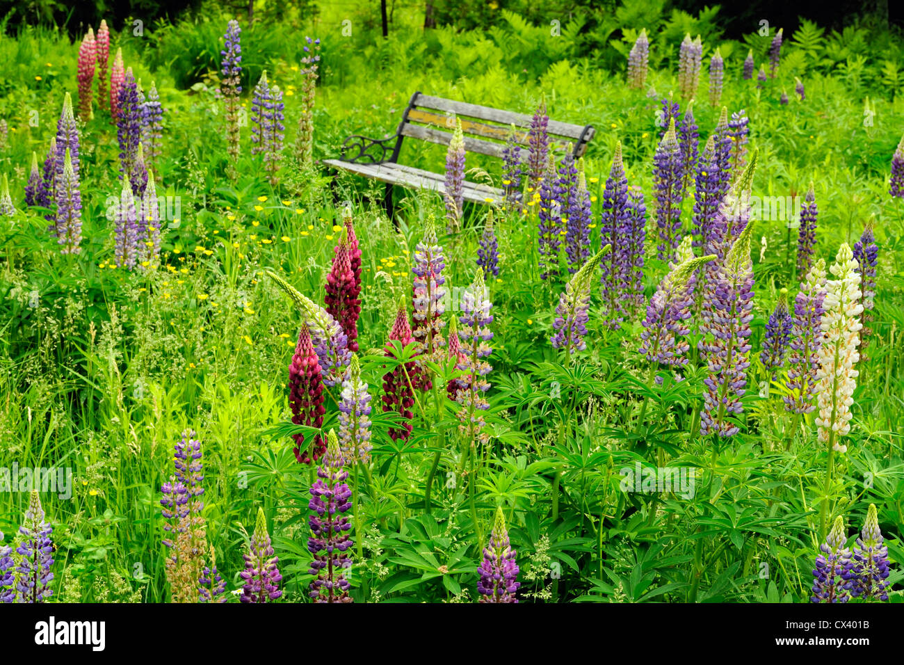 Lupines in a naturalized garden, Greater Sudbury, Ontario, Canada Stock Photo