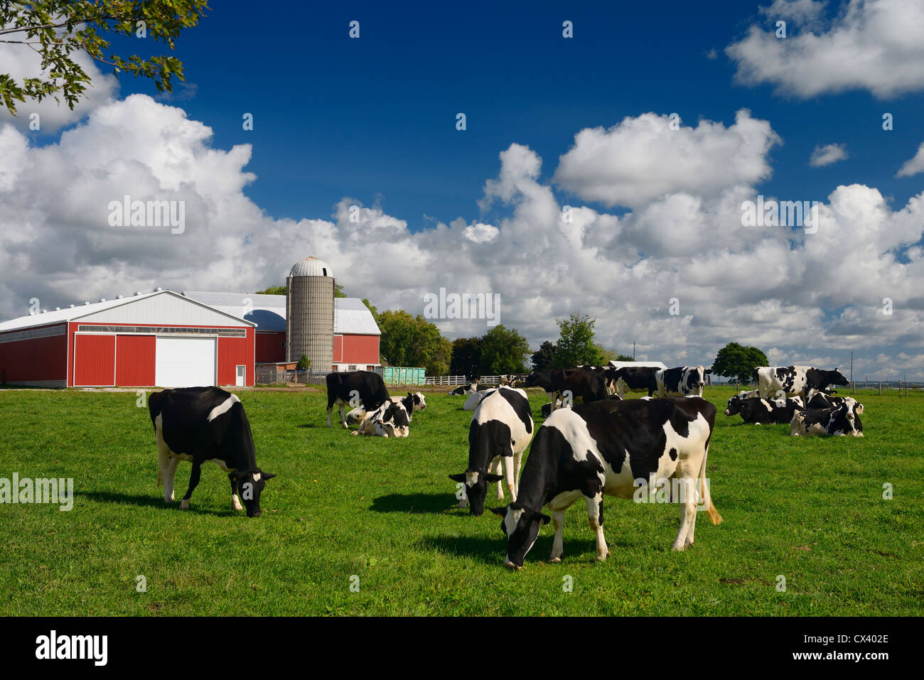 Holstein cows grazing in a grassy farm pasture with red barn and silo in summer Vaughan Ontario Stock Photo
