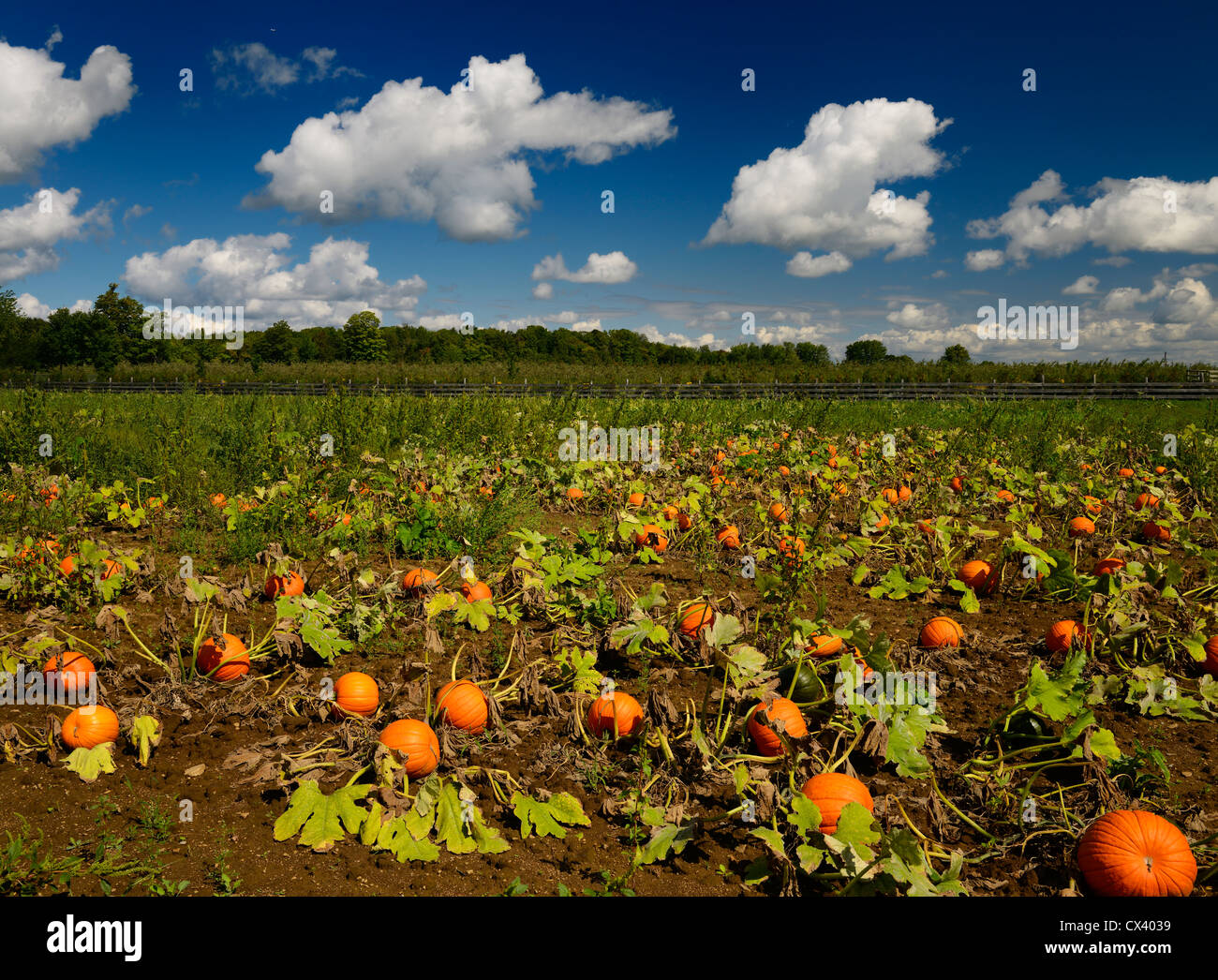 Ripe pumpkin crop in late summer on farm land in the countryside