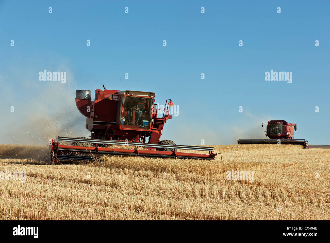 Combines harvesting wheat  'Triticum aestivum'. Stock Photo