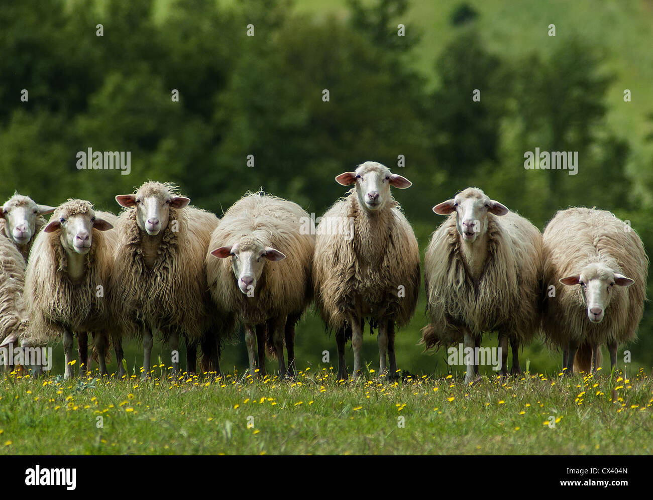 A flock of sheep grazes on a green field somewhere in Tuscany, Italy ...