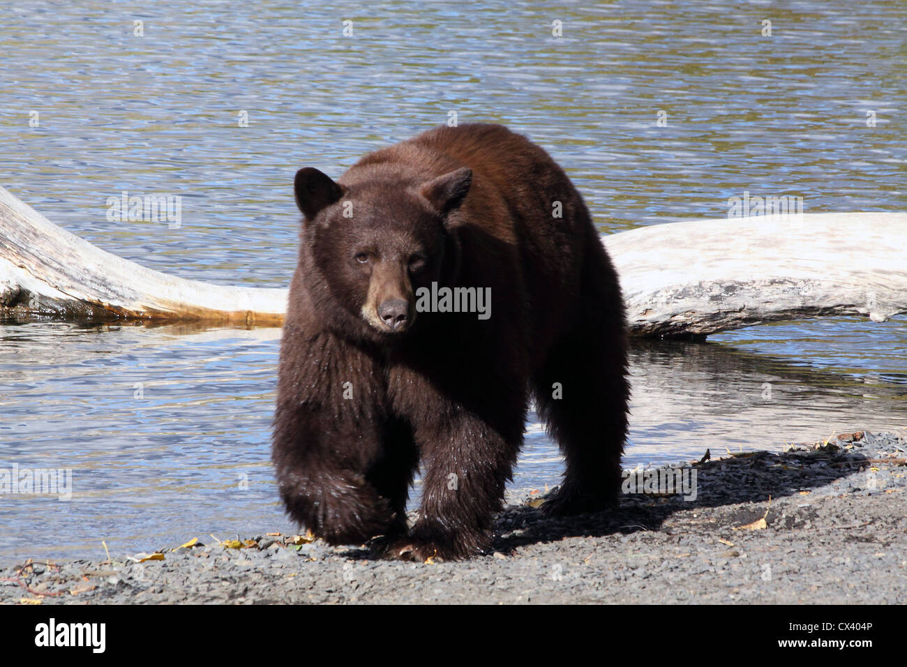 Black Bear Convict Lake California Stock Photo