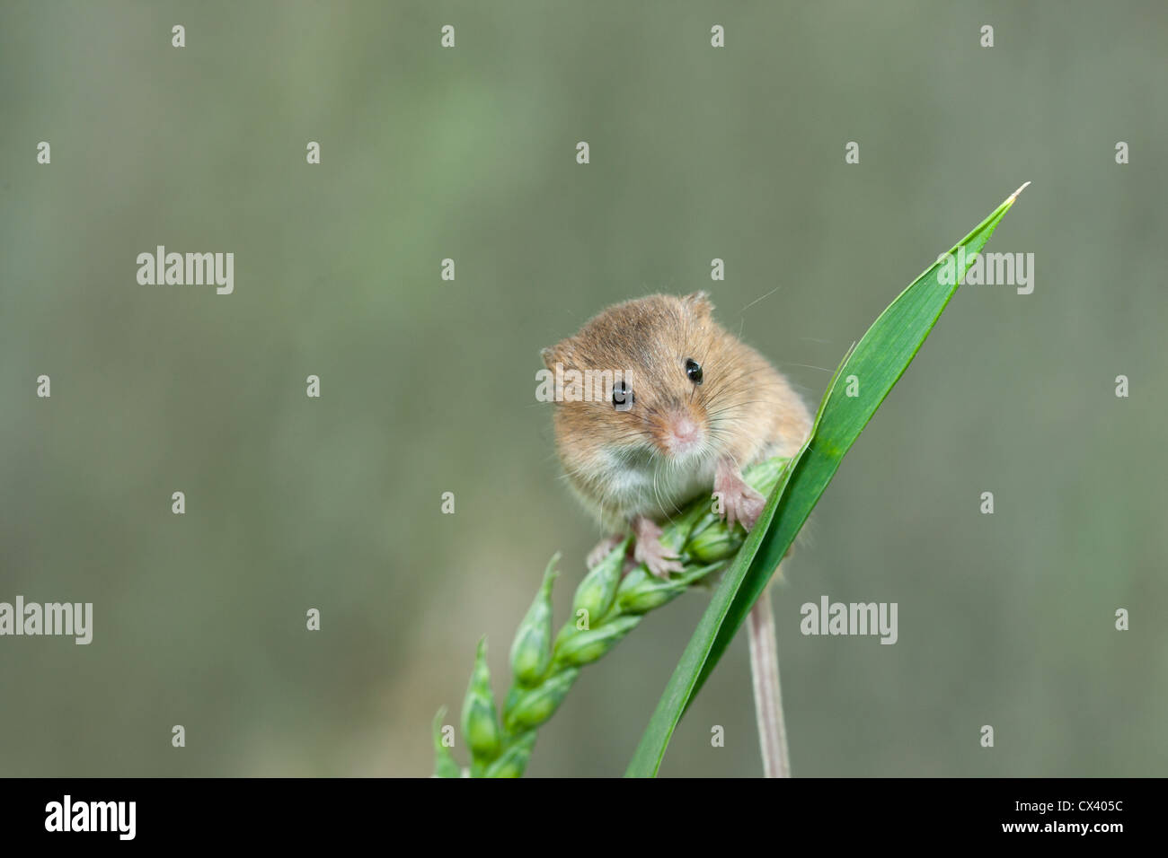 Field mouse on grass hi-res stock photography and images - Alamy