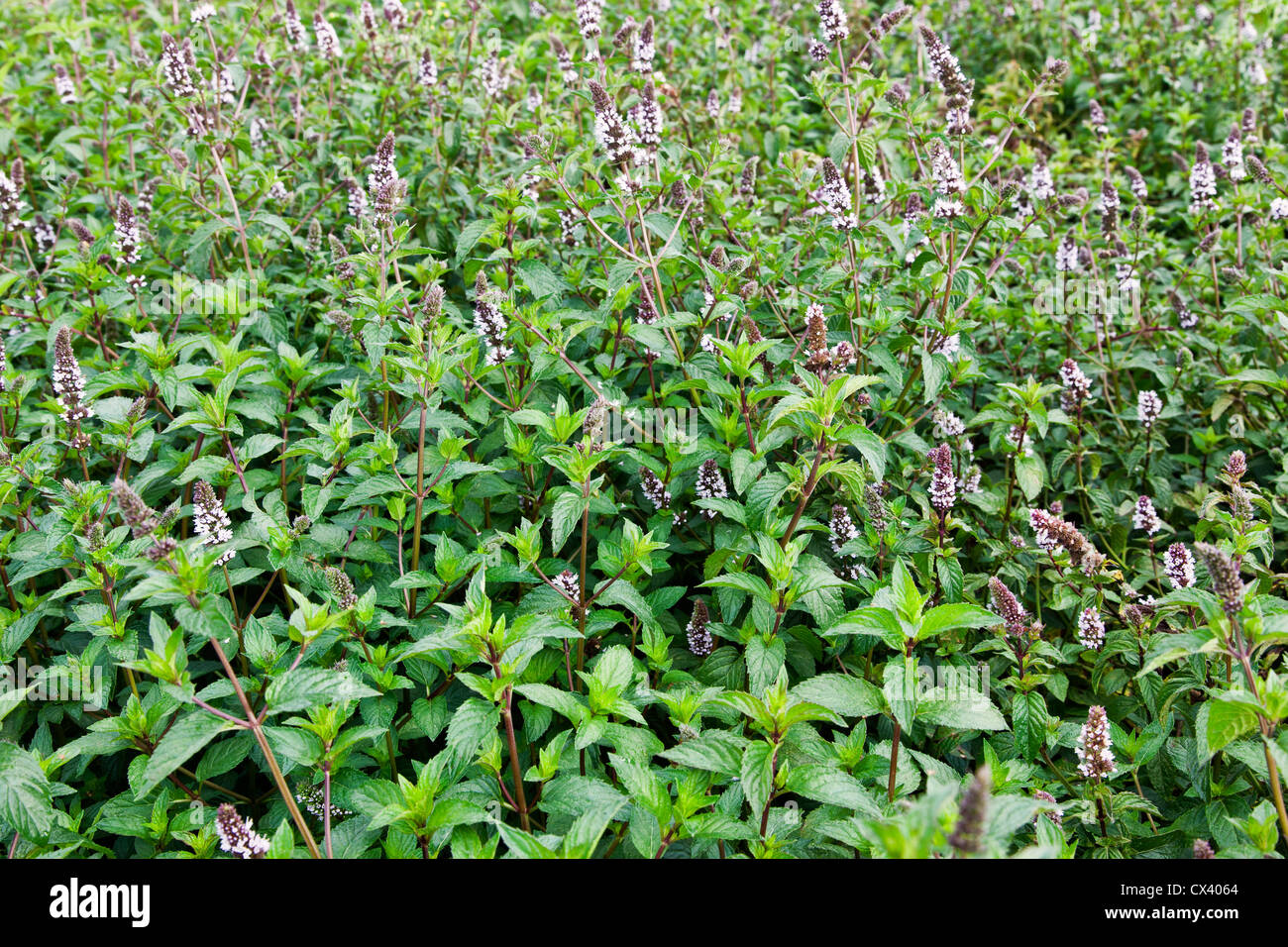 Peppermint flowering 'Mentha x piperita'. Stock Photo