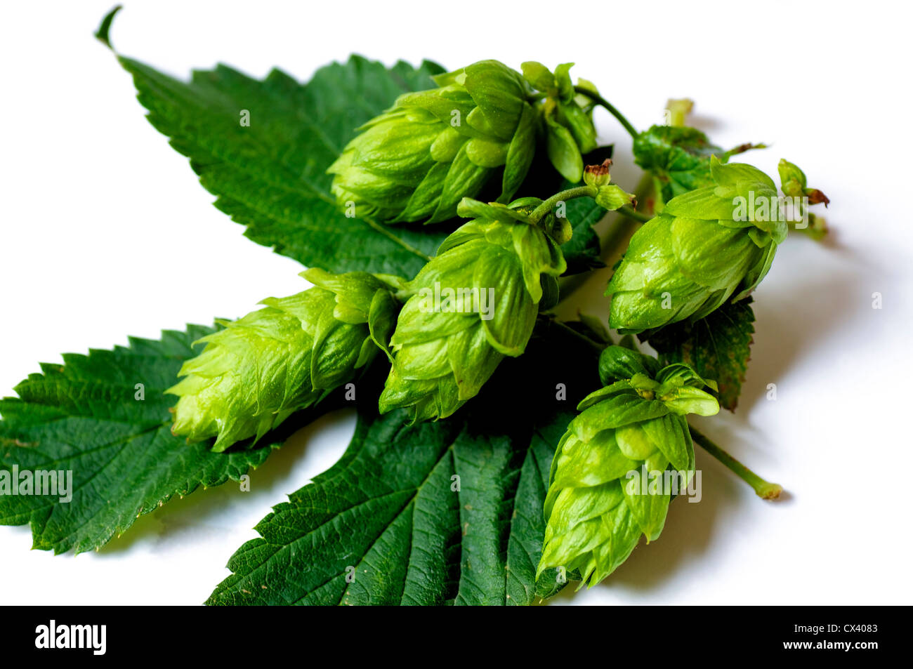 Hops hires stock photography and images Alamy