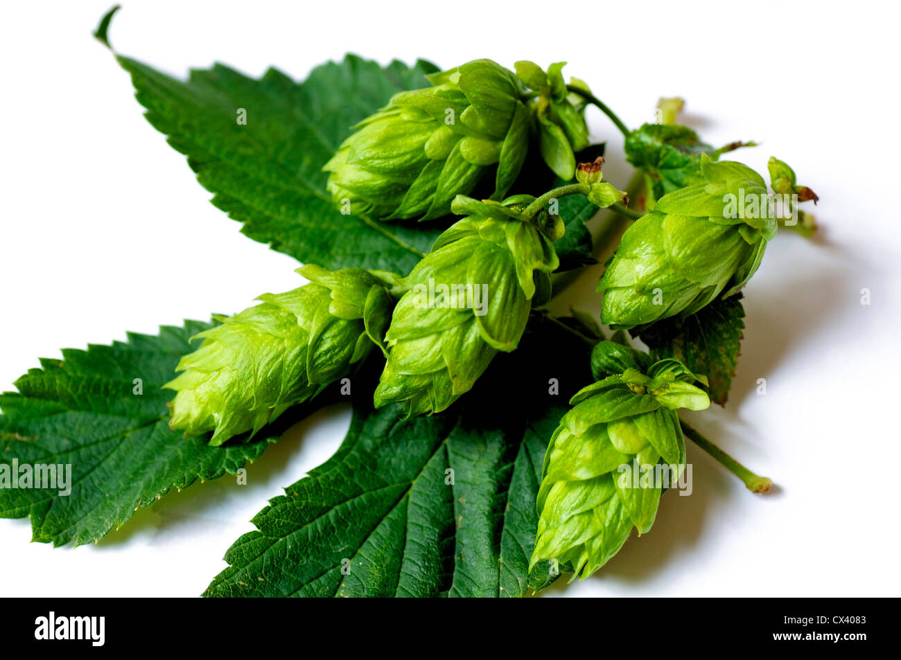 Closeup of Hops umbels on a hops leaf, Hops is one of the most important ingredients of beer. Stock Photo