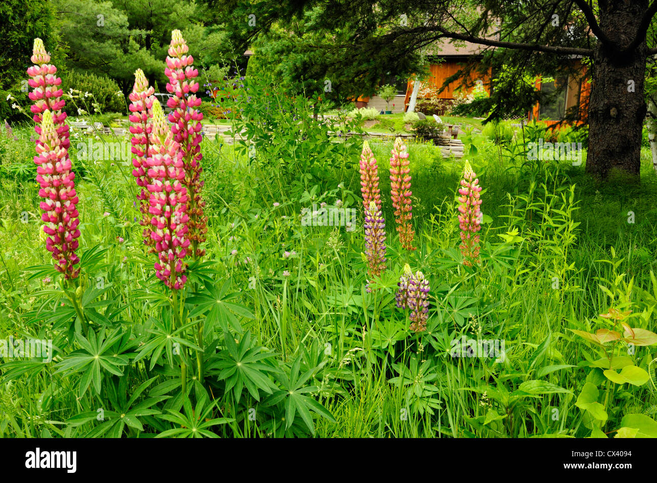 Residential gardens in spring- lupines in a naturalized yard, Greater Sudbury, Ontario, Canada Stock Photo