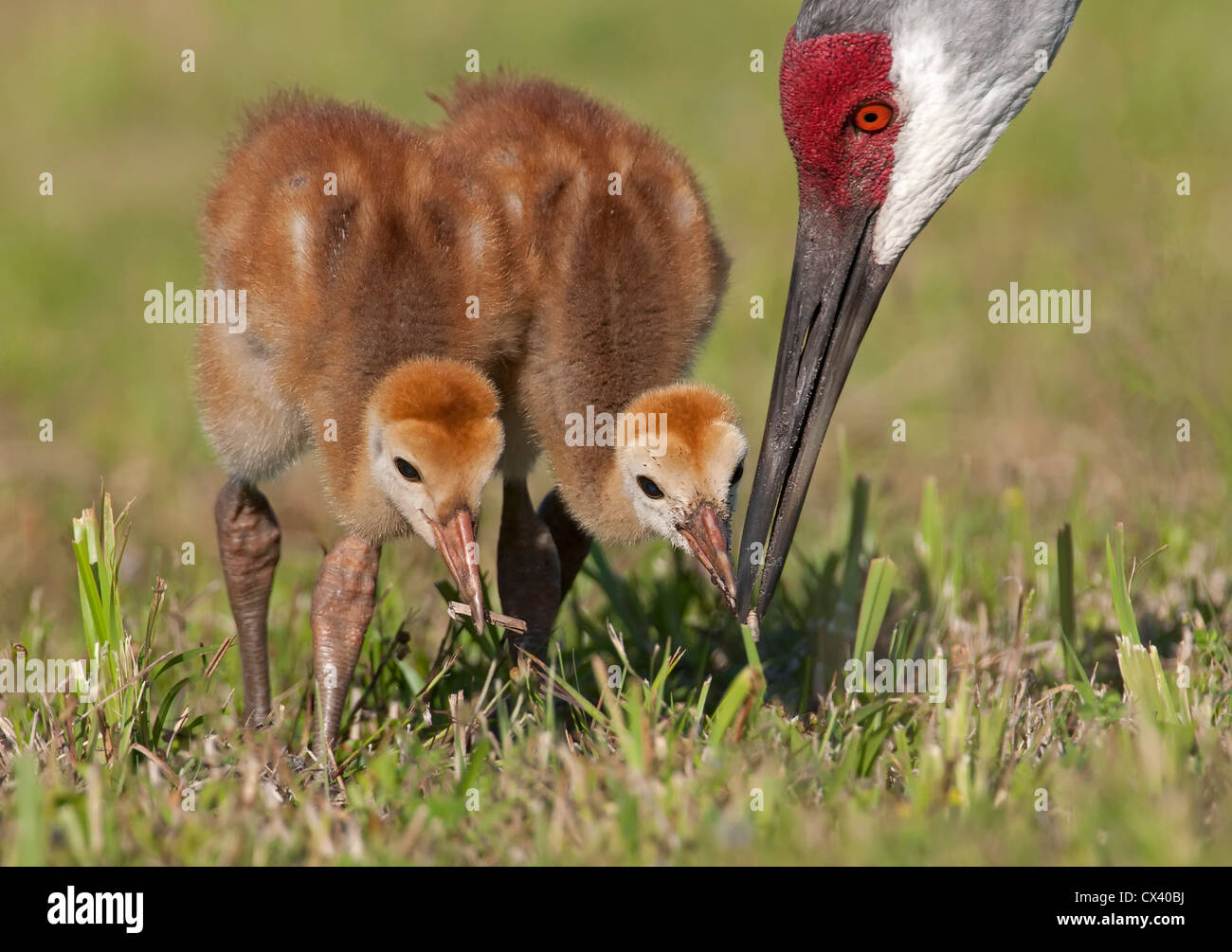 adult sandhill crane feeding it's young Stock Photo