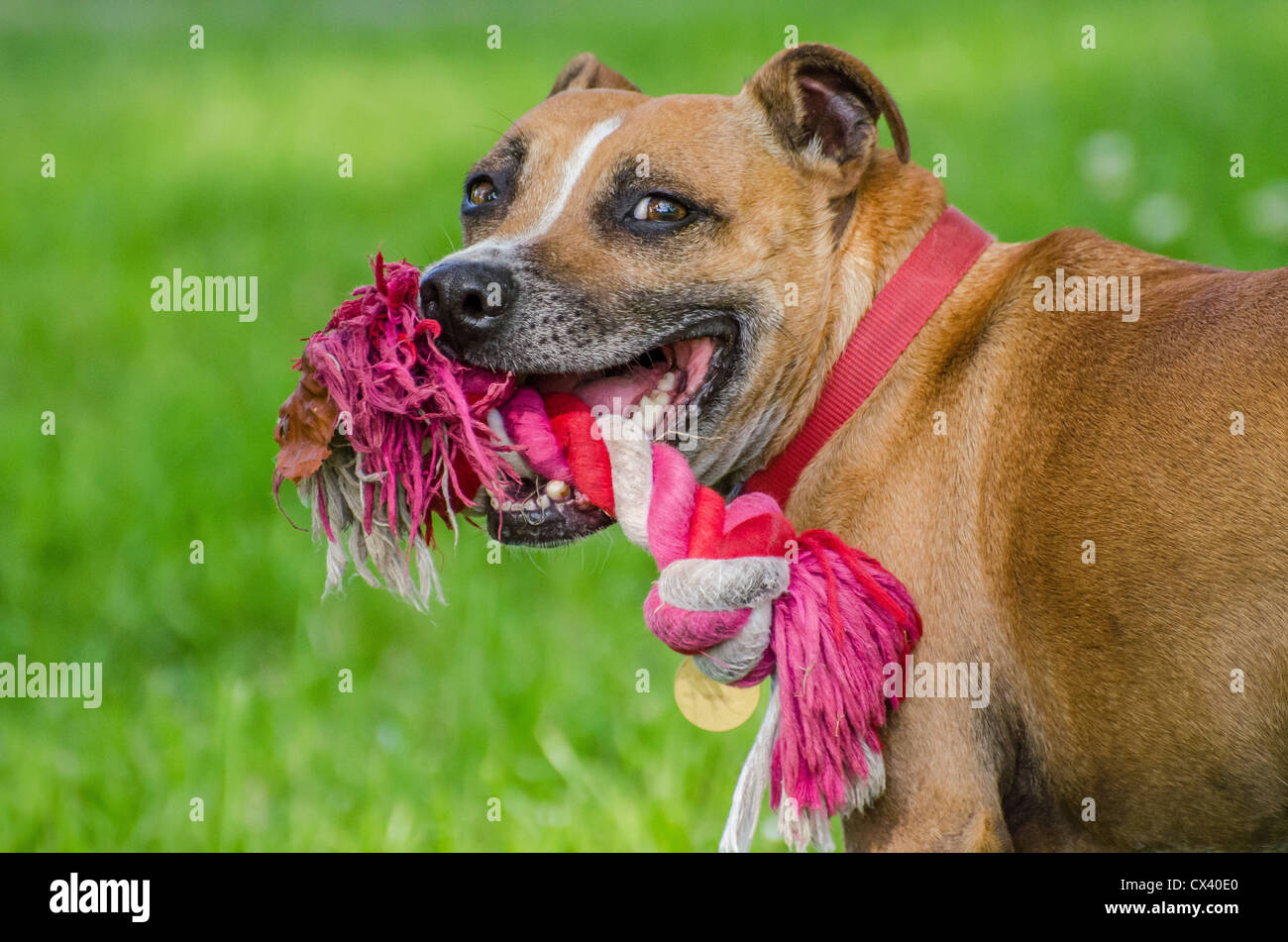 tan english staffy