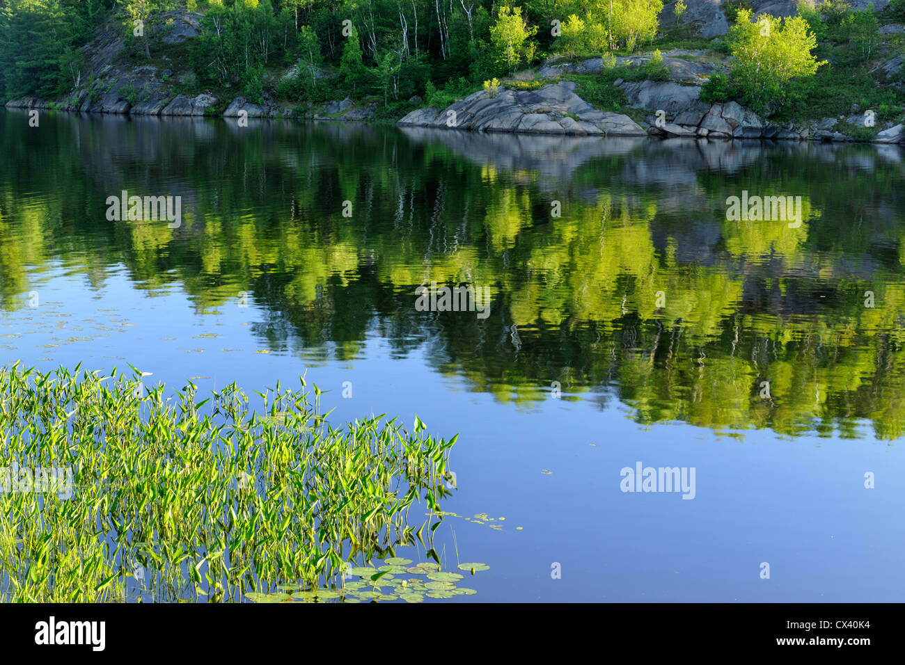 Summer foliage reflected in Elbow Lake, Wanup, Ontario, Canada Stock Photo