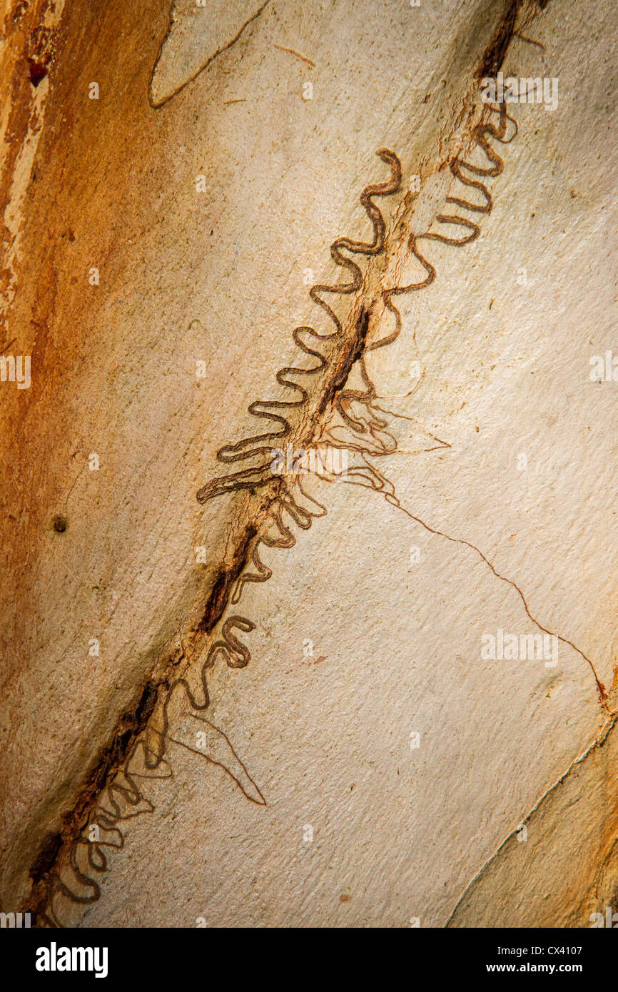 Australian Scribbly Gum Bark Stock Photo Alamy