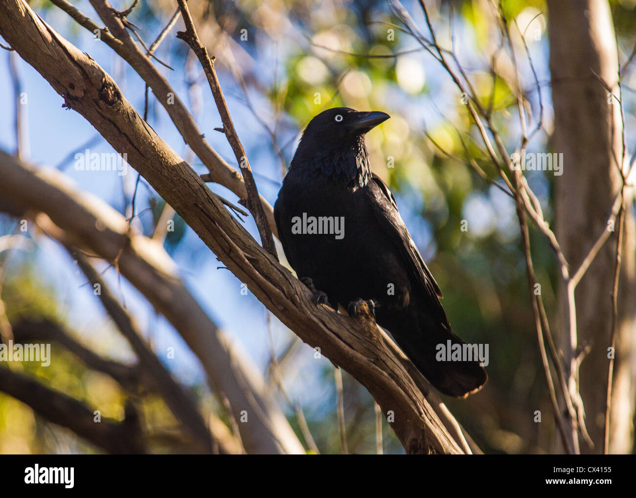 Raven tree hi-res stock photography and images - Alamy