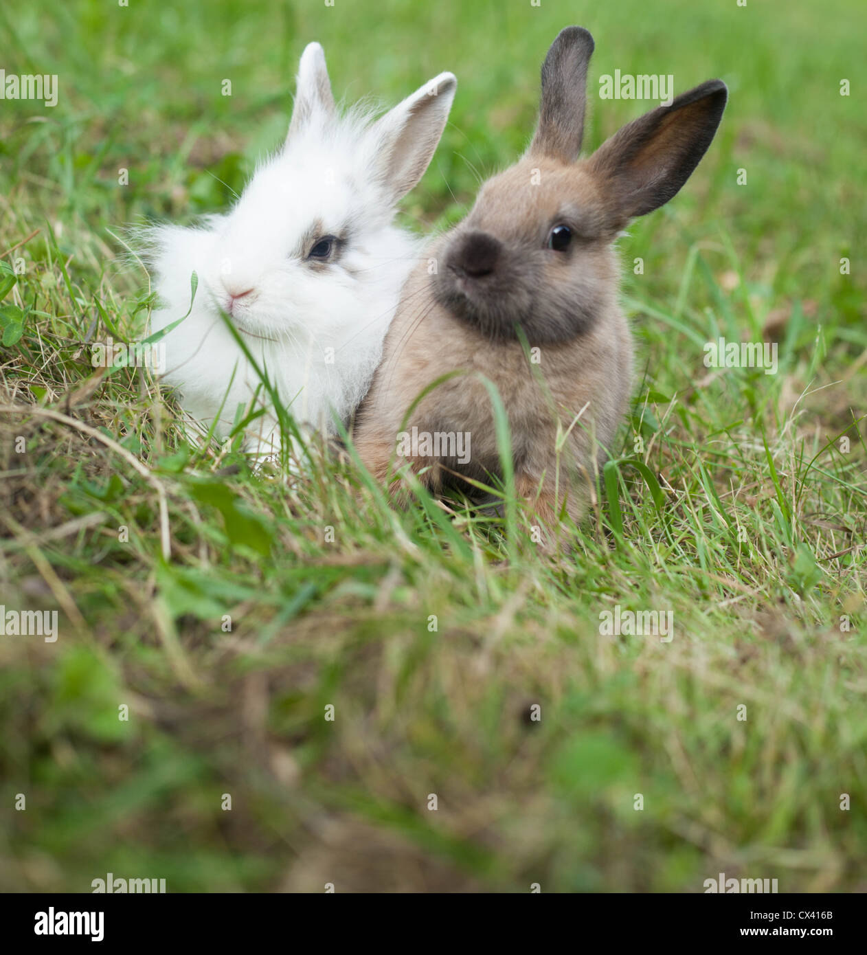 Young white rabbits eating grass hi-res stock photography and images ...
