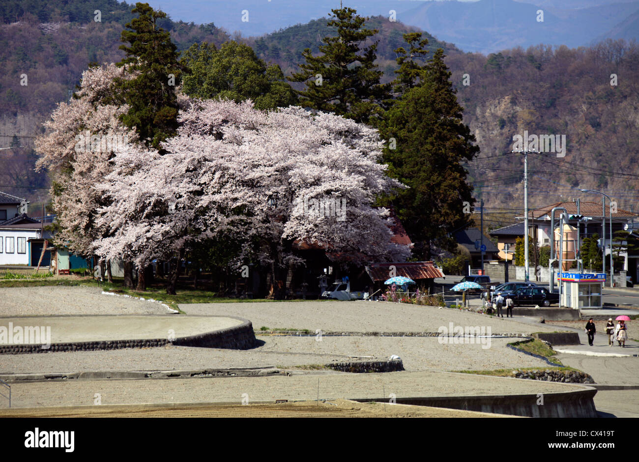 Country side scene near Wanizuka cherry blossoms Yamanashi Japan Stock Photo