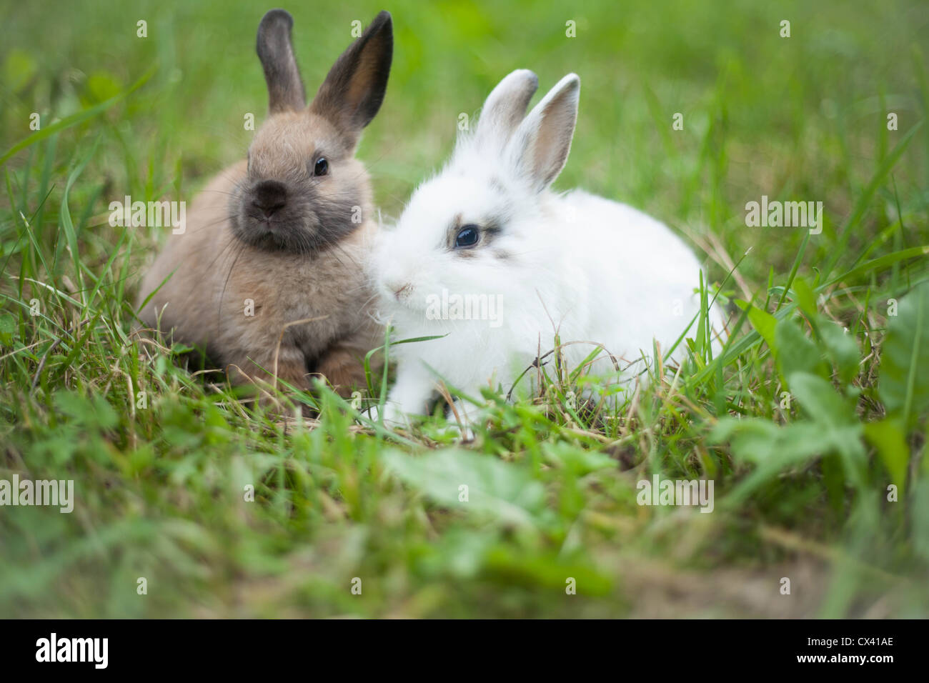 Rabbits in the grass Stock Photo Alamy