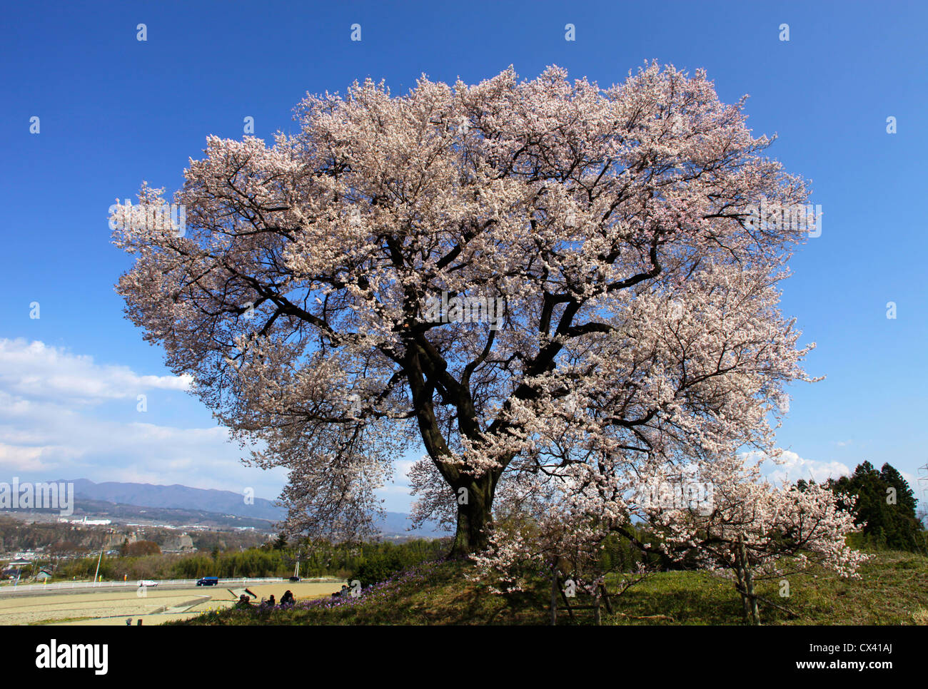 Wanizuka cherry blossoms Yamanashi Japan Stock Photo Alamy