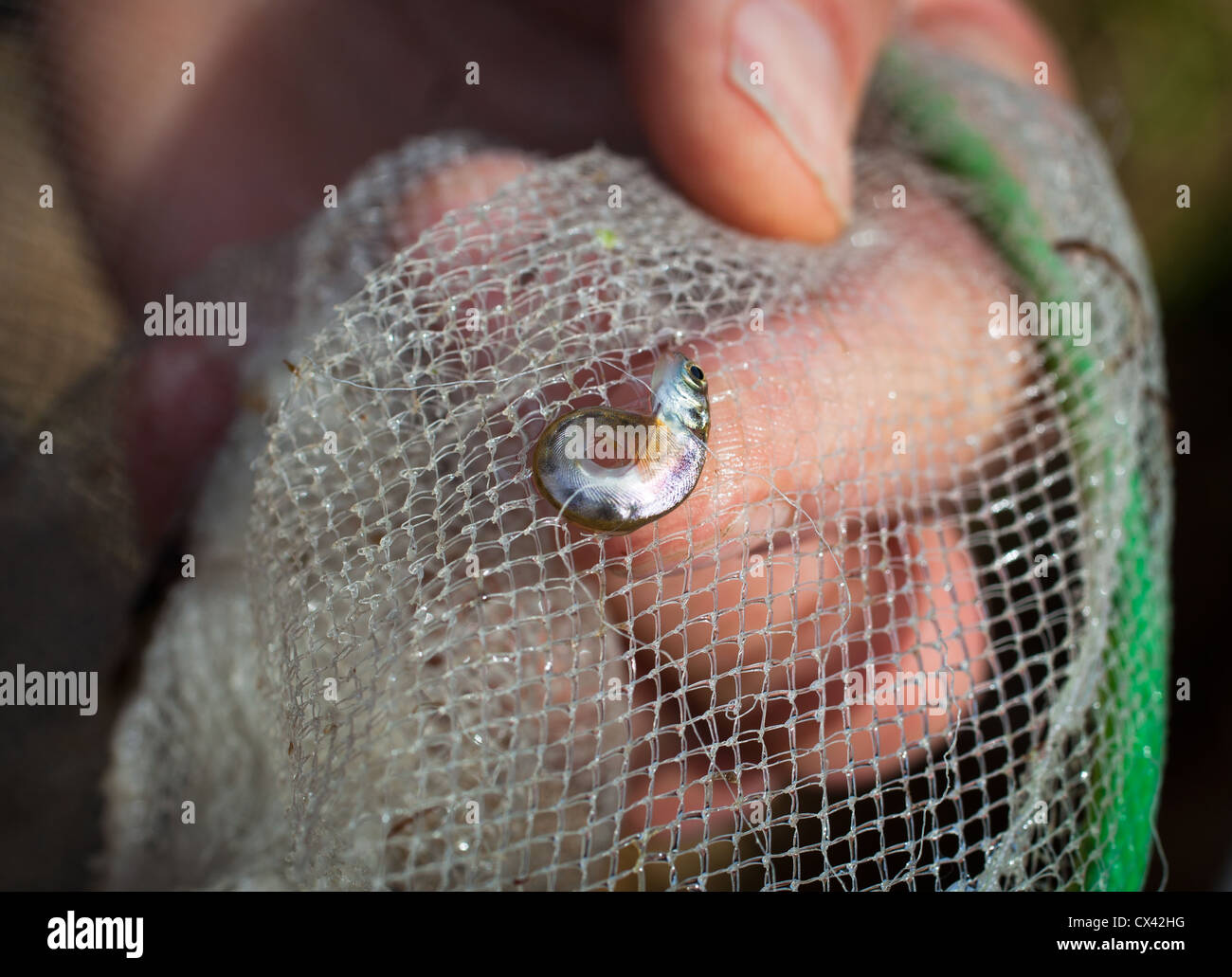 Chinook Salmon Fry deformities. These fry originated as ova in a Hatchery. They were hatched outside of the Hatchery, in a tank beside a small stream. Stock Photo