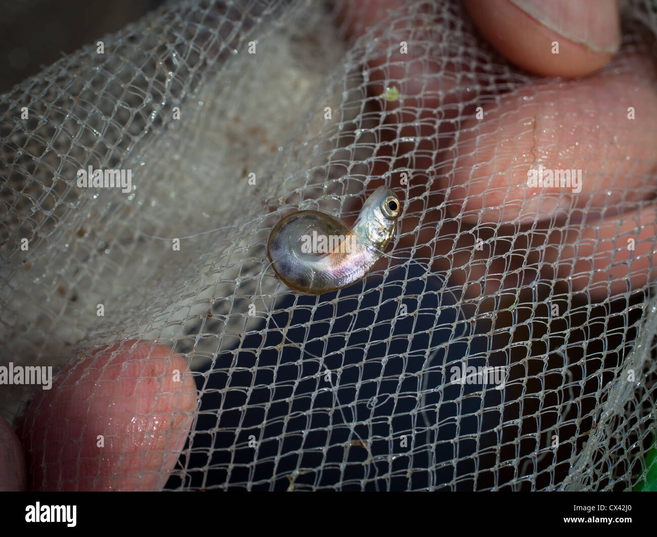 Chinook Salmon Fry deformities. These fry originated as ova in a Hatchery. They were hatched outside of the Hatchery, in a tank beside a small stream. Stock Photo