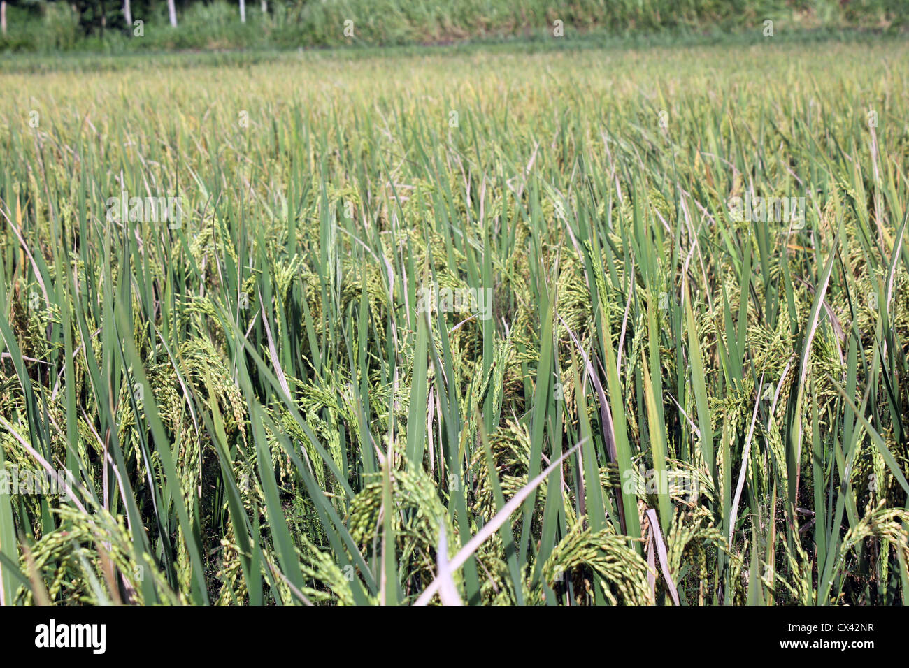 Rice or paddy being grown in fields, a view from the countryside of kerala, India Stock Photo