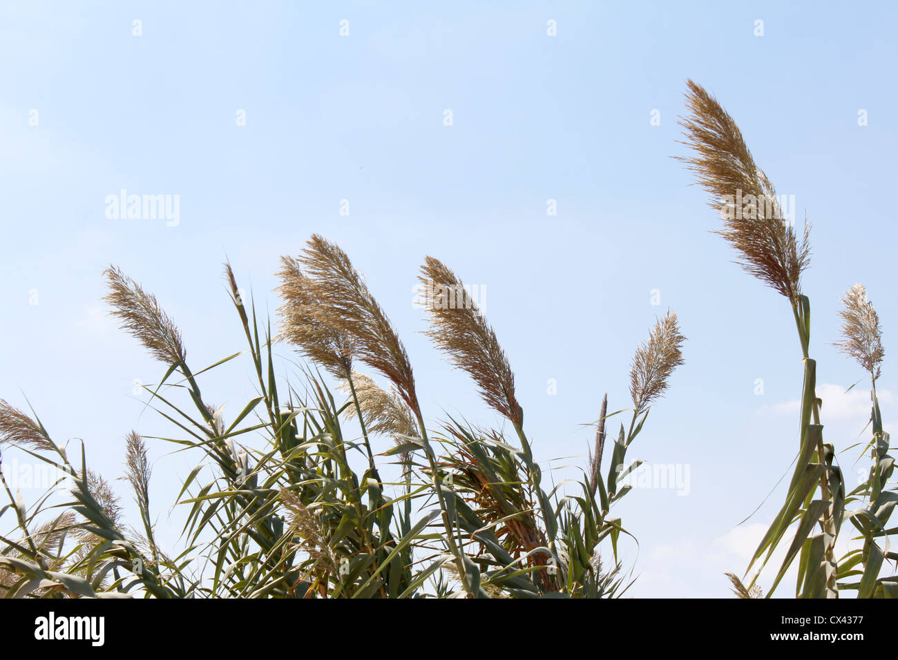 Gold reeds hi-res stock photography and images - Alamy