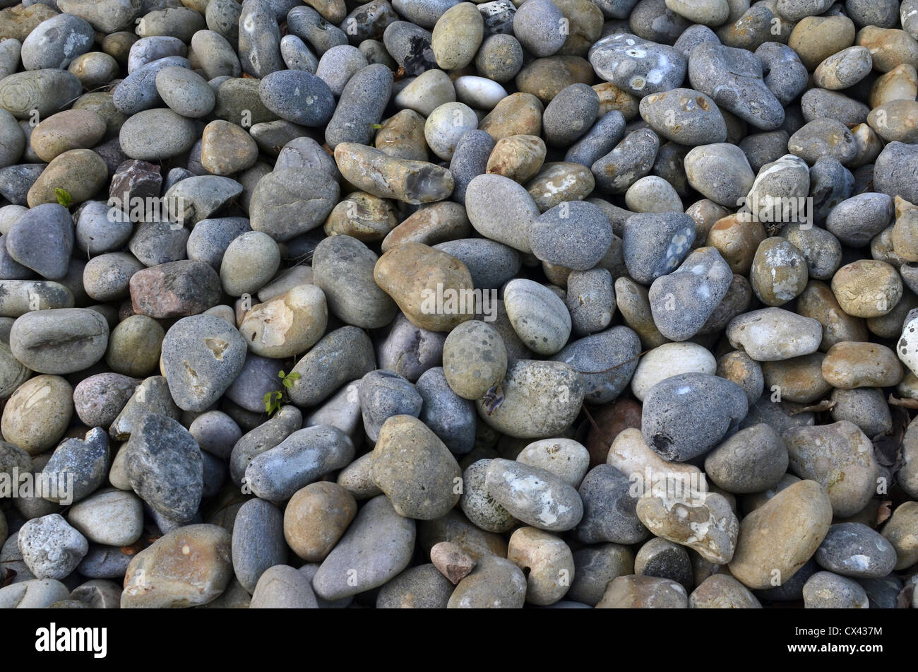 Collection of quite large shingle stones. Concept 'fall on stony ground', warnings ignored etc., leave no stone unturned. Stock Photo