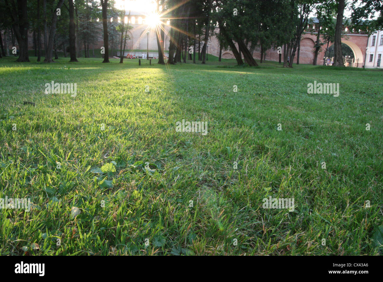 Sun rays trees hi-res stock photography and images - Alamy