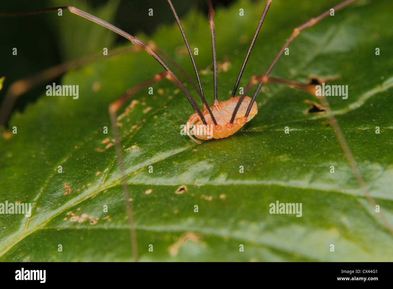 Daddy long legs spider hi-res stock photography and images - Alamy