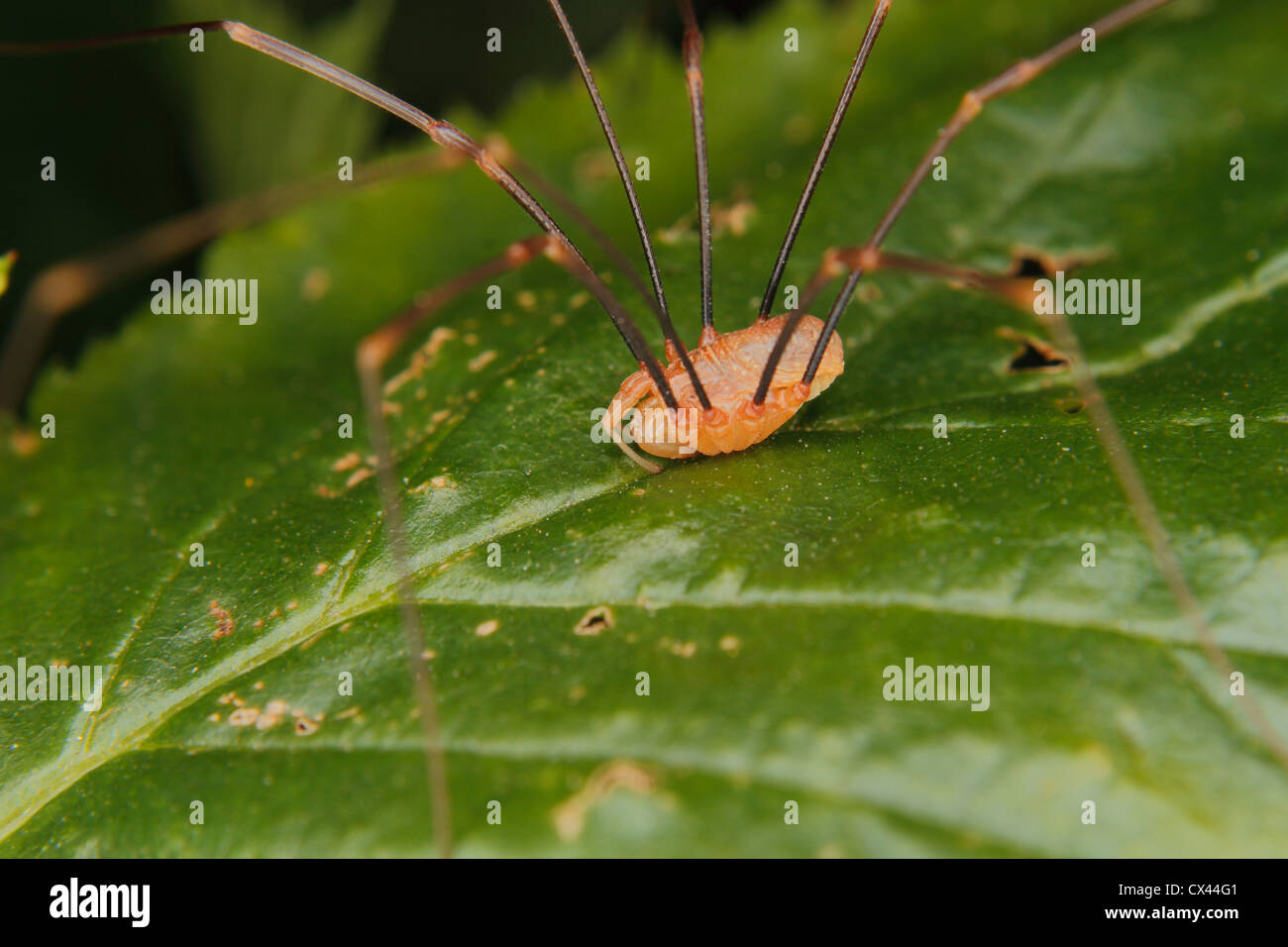 Daddy longlegs (Phalangium opilio) on a leaf Stock Photo