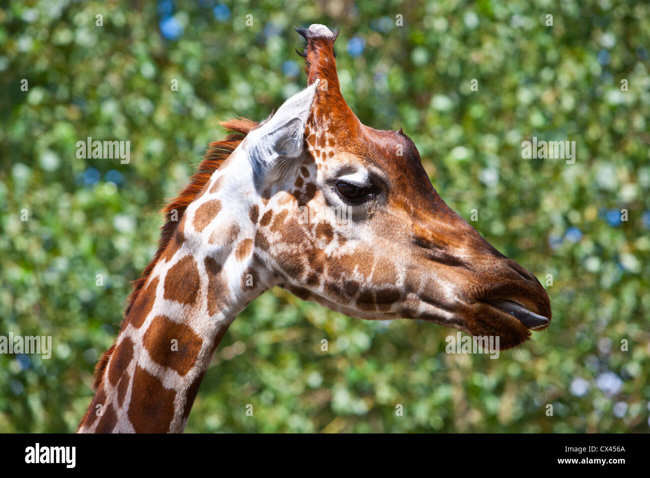 Giraffe, headshot Stock Photo