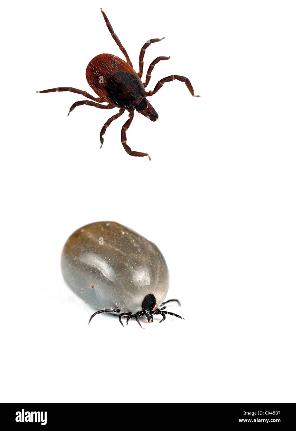 Ixodes scapularis - Blacklegged deer tick, also common on cats and dogs Stock Photo