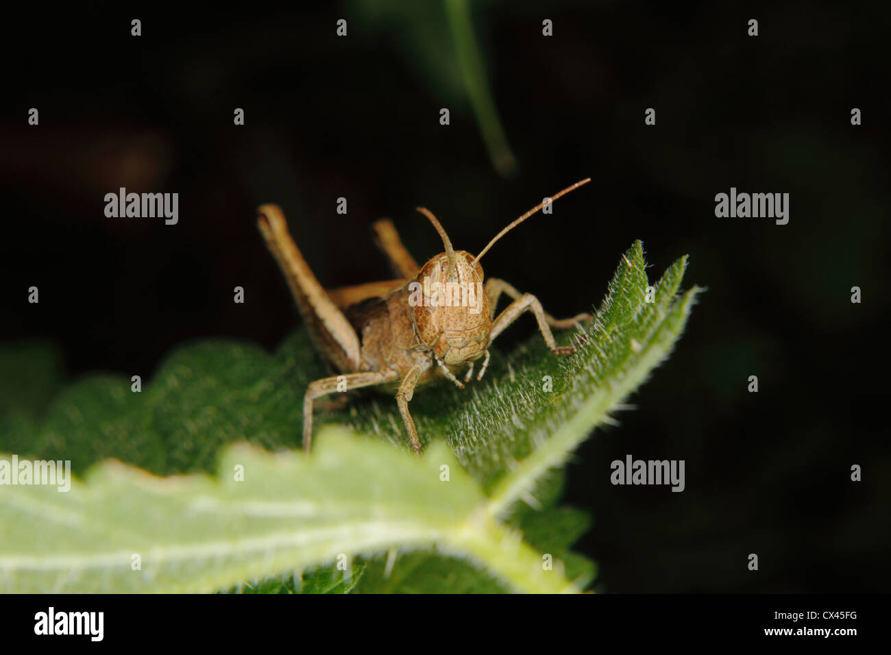 Field grasshopper (Chorthippus albomarginatus) on a leaf Stock Photo