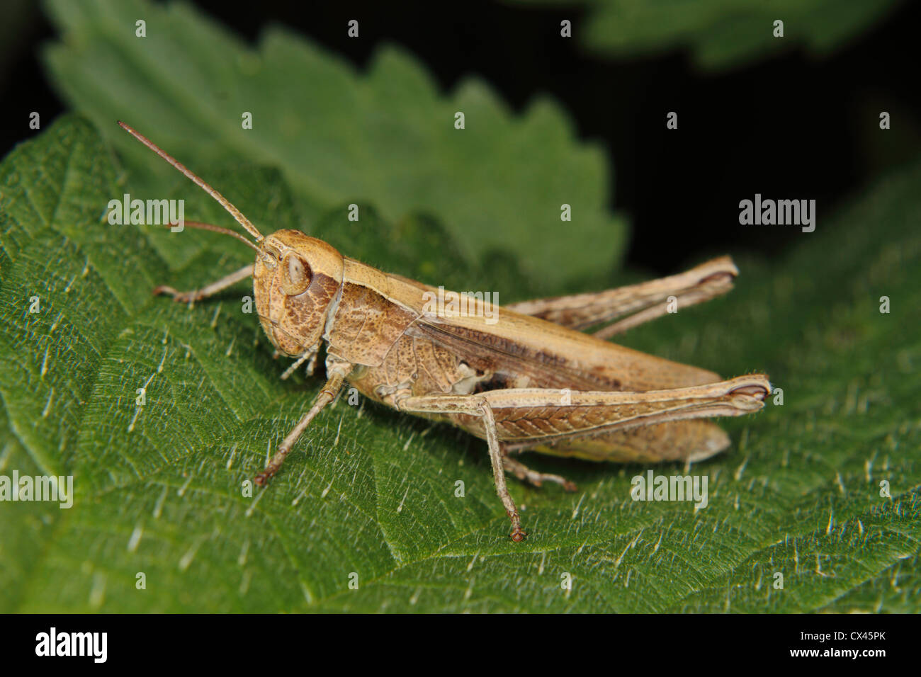 Field grasshopper (Chorthippus albomarginatus) on a leaf Stock Photo