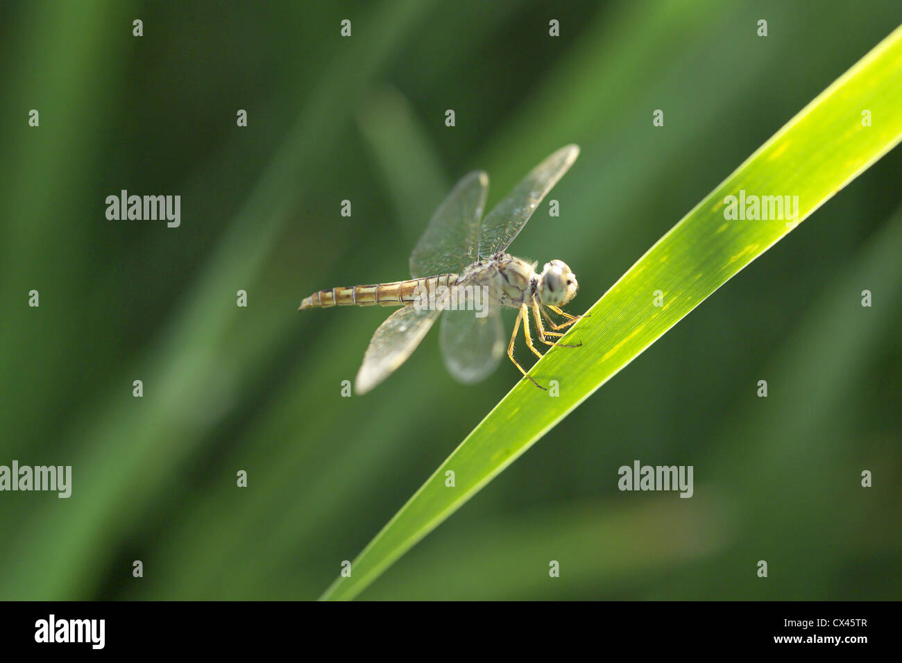 A dragonfly resting on a leaf Stock Photo - Alamy