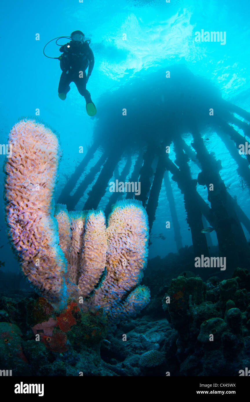 Diver on Salt Pier divesite, Bonaire, Netherlands Antilles Stock Photo