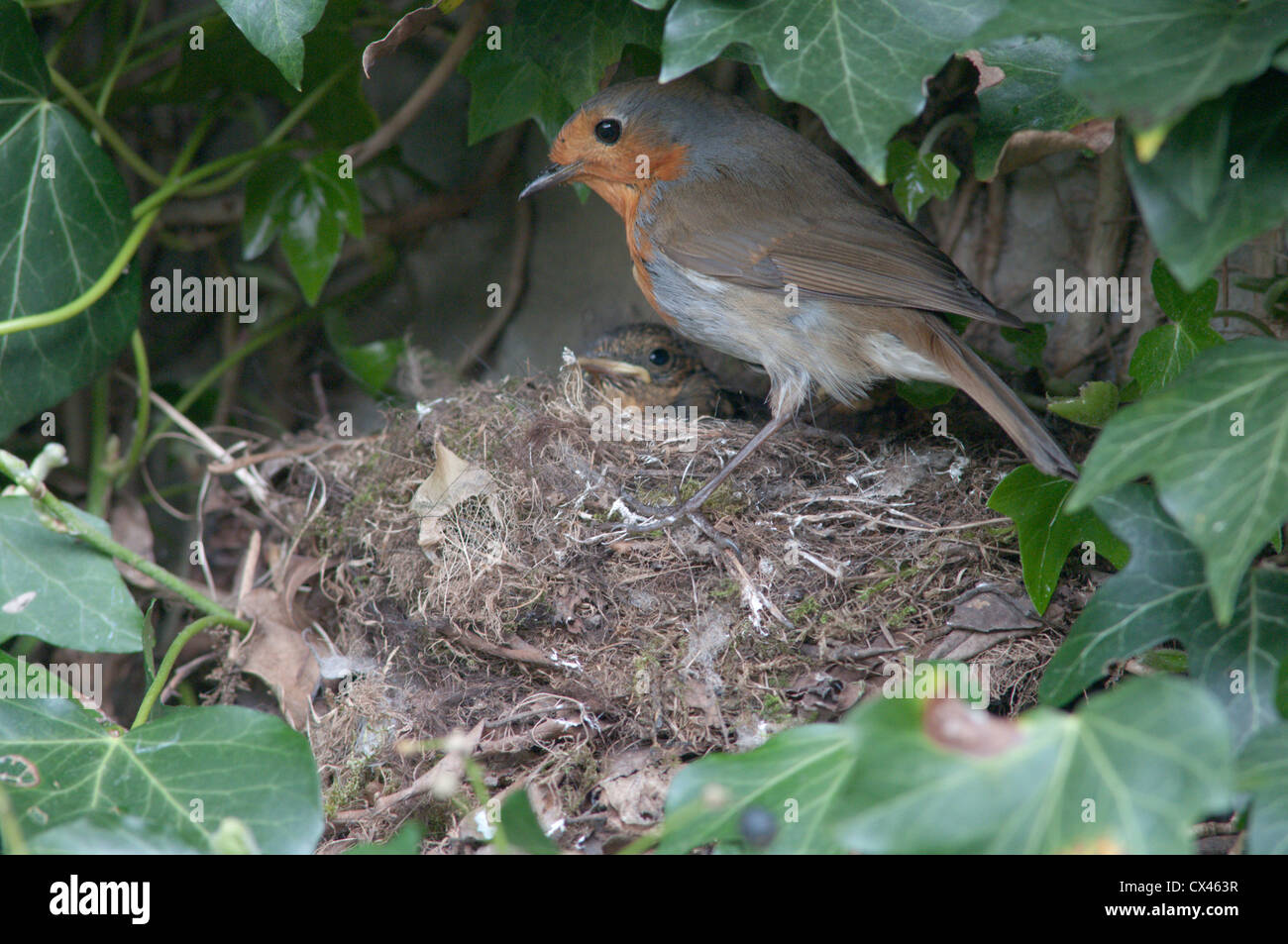 young-robin-nest-uk-hi-res-stock-photography-and-images-alamy