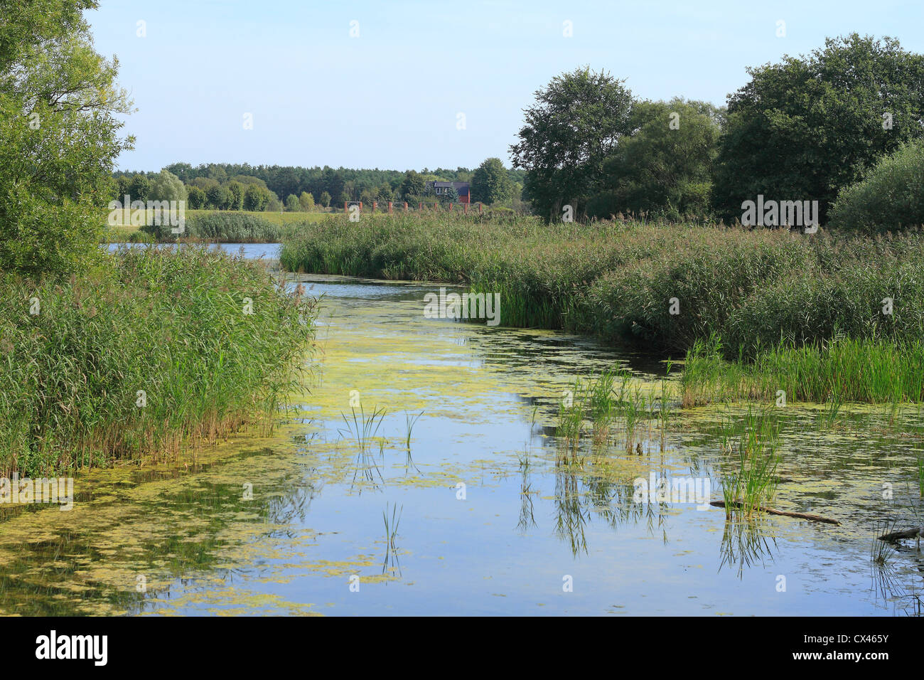 Pond in a floodplain Stock Photo Alamy