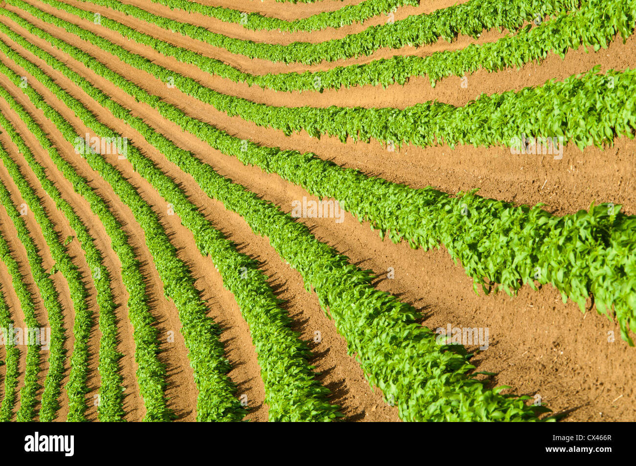 Potato Field Ridges High Resolution Stock Photography and Images - Alamy