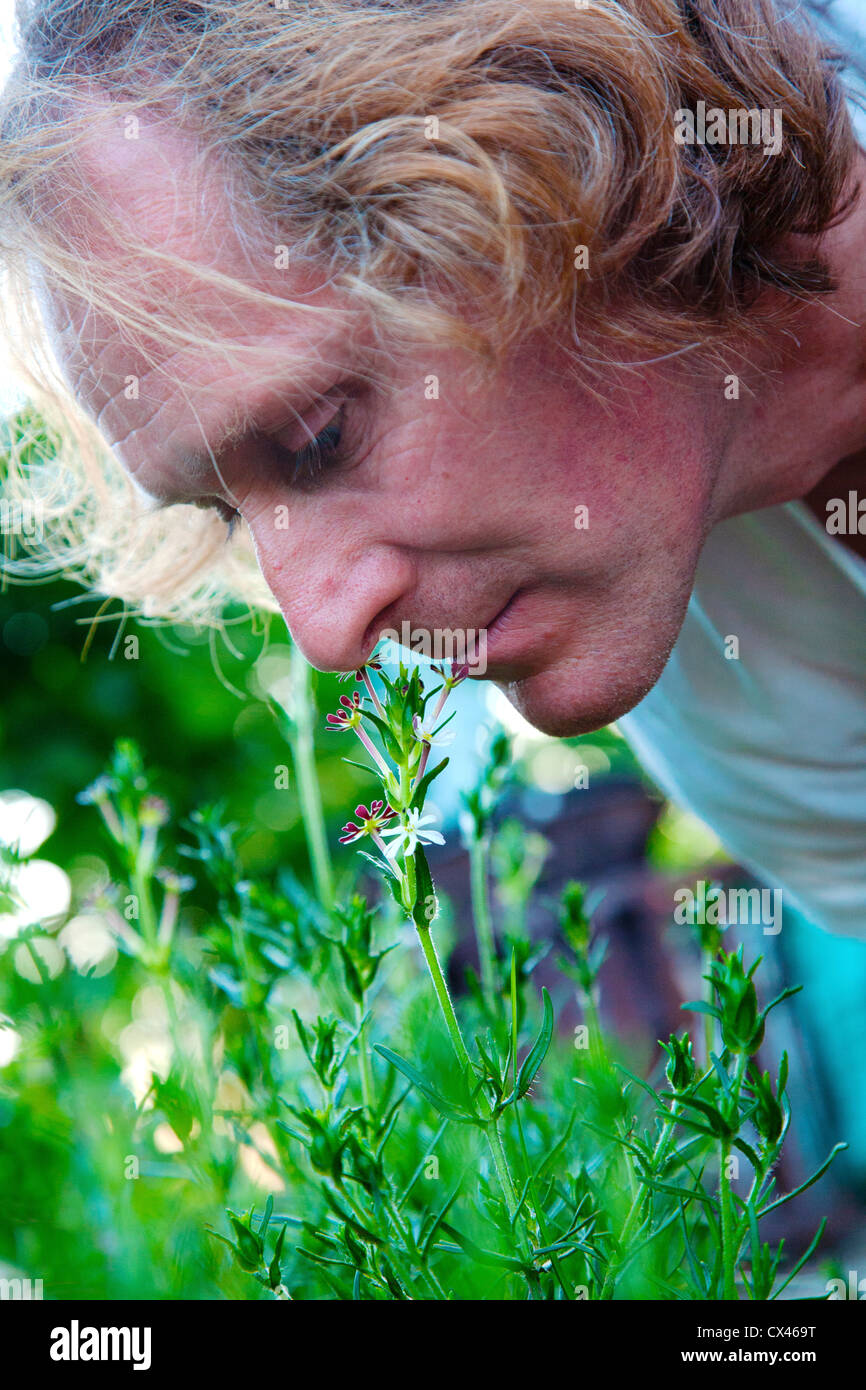Man smelling midnight candy flower Stock Photo
