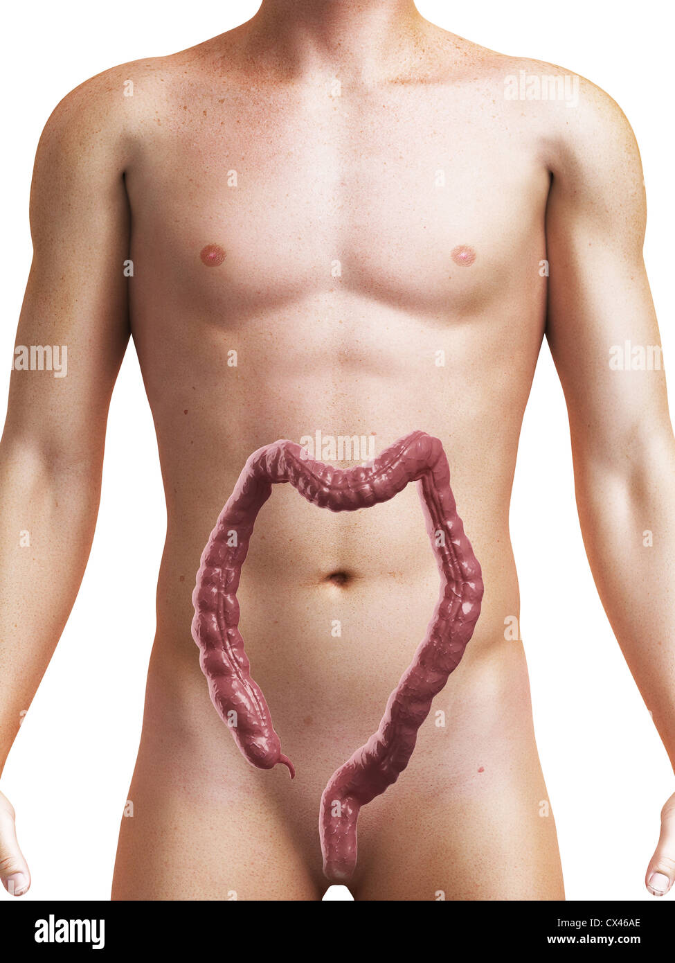 3d rendered medical illustration of the human colon Stock Photo